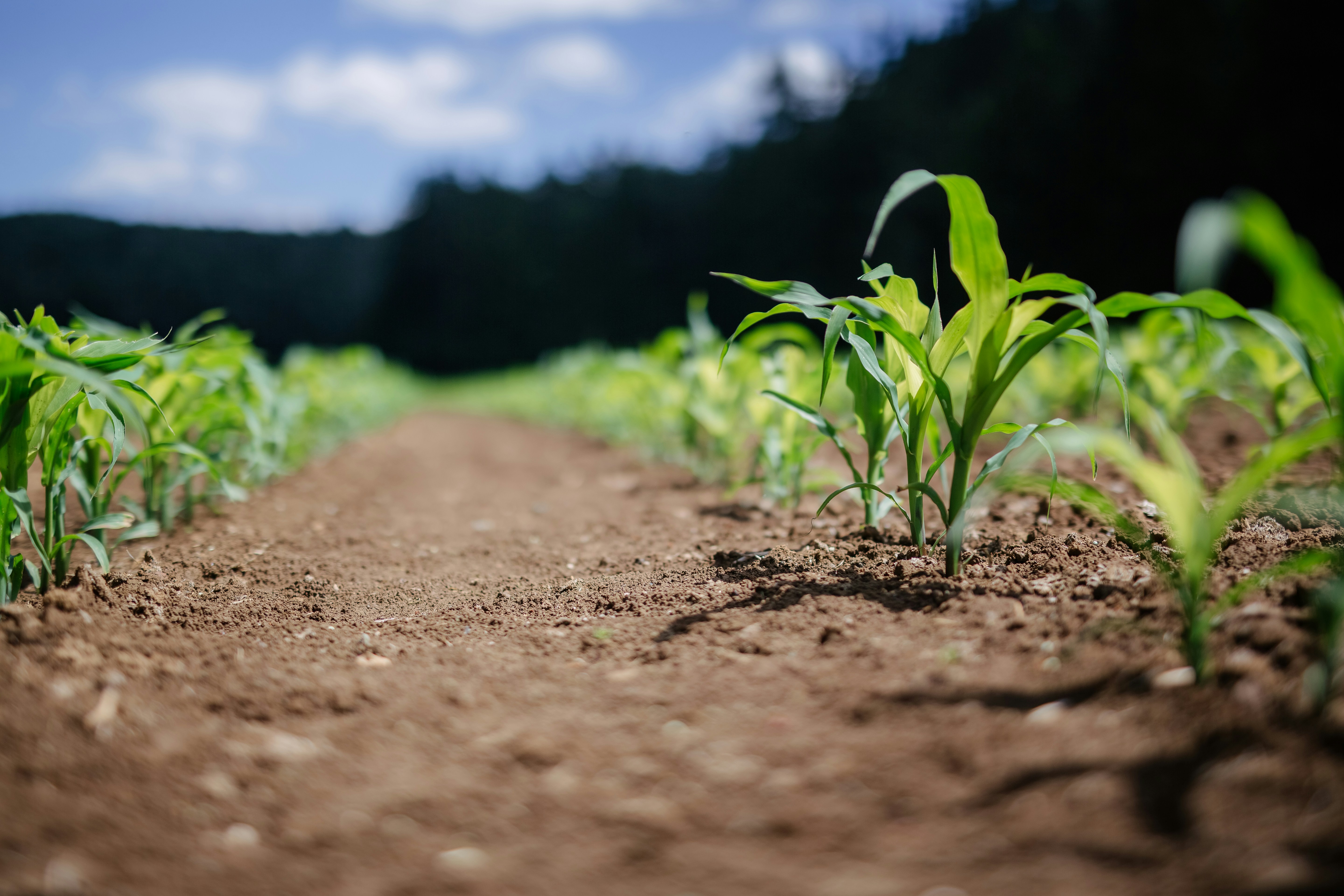 Grass growing in soil